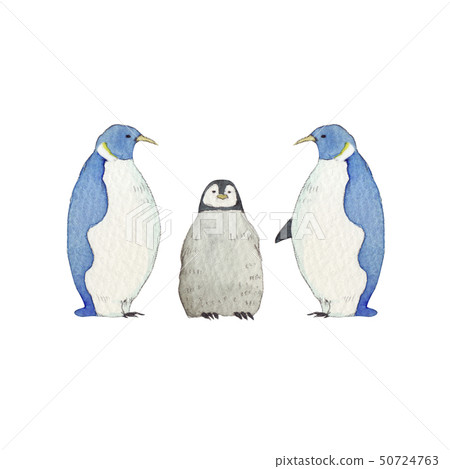 Summer winter cute penguin family animal 50724763