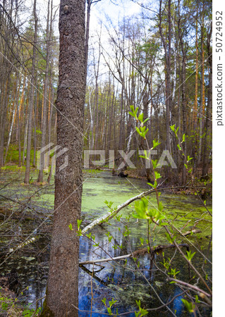 Swamp in the forest. 50724952