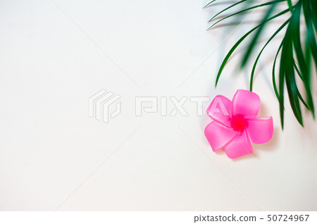 Green leaves of palm tree on pink background 50724967