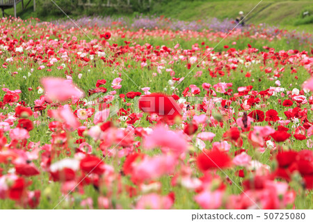 Flower country (early summer) Flower country (early summer) 50725080