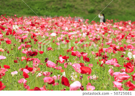 Flower country (early summer) 50725081