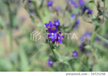 Common bugloss Common bugloss 50725298