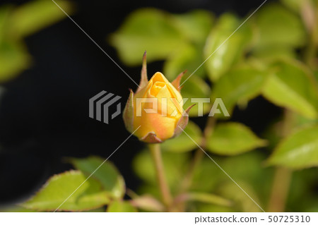 Rose Dolly Dot 50725310