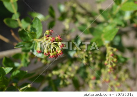 English redoul 50725312