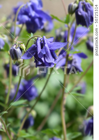 Common columbine Common columbine 50725314
