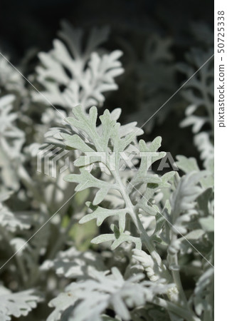 Silver ragwort 50725338