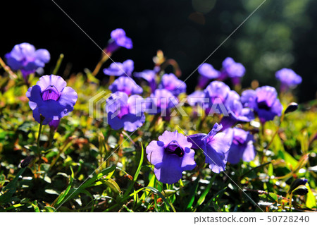 紫色花-倒地蜈蚣,釘地蜈蚣 50728240