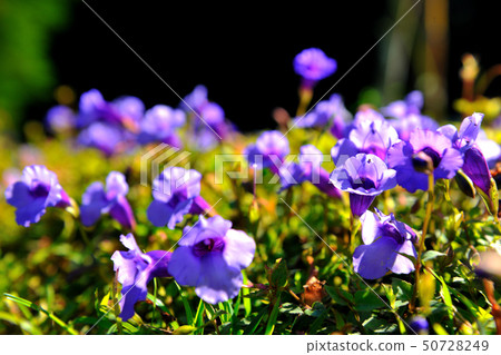 紫色花-倒地蜈蚣,釘地蜈蚣 50728249