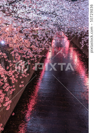 << Tokyo >> Night cherry blossoms and cherry blossoms of Meguro River 50729836