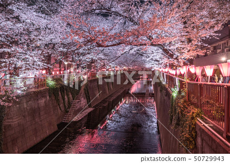 <<東京>>目黑區的夜櫻花和櫻花 <<東京>>目黑區的夜櫻花和櫻花 50729943