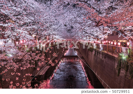 <<東京>>目黑區的夜櫻花和櫻花 50729951