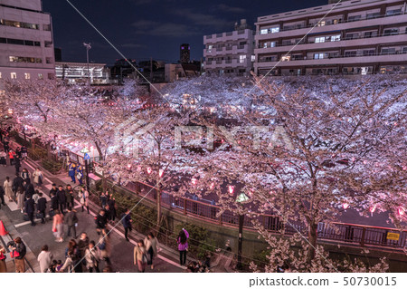<< Tokyo >> Night cherry blossoms and cherry blossoms of Meguro River 50730015