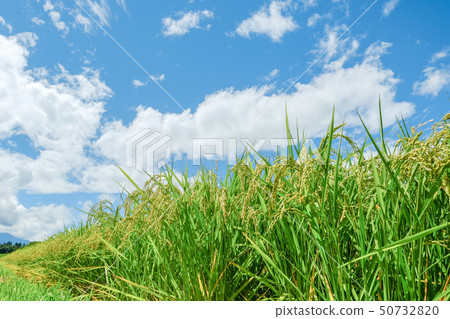 Summer rice (August) 50732820