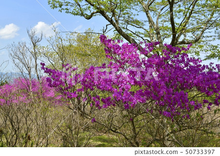 Beetles of Hakatagahara Ohzawadai Azalea Clusters in Yaita City Beetles of Hakatagahara Ohzawadai Azalea Clusters in Yaita City 50733397