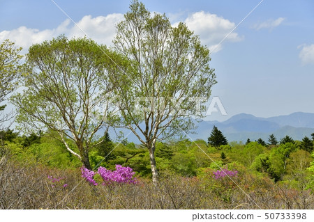 Beetles of Hakatagahara Ohzawadai Azalea Clusters in Yaita City Beetles of Hakatagahara Ohzawadai Azalea Clusters in Yaita City 50733398