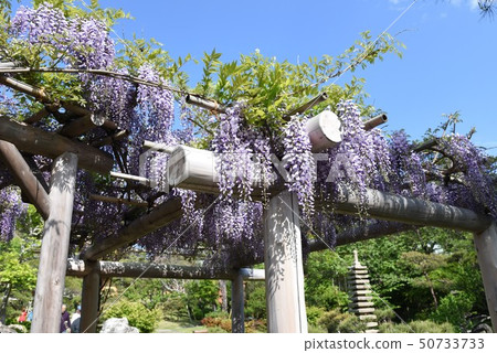 Wisteria flower (wisteria trellis) 50733733