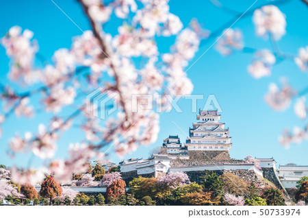 Himeji Castle and Sakura 50733974