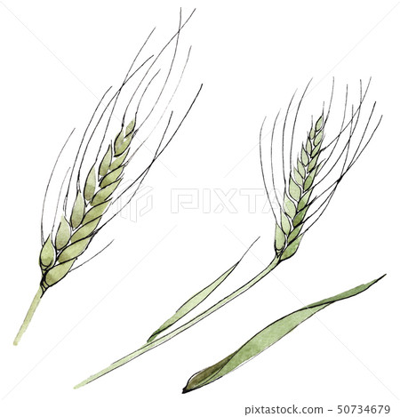 Green ear of wheat and blade of grass. Watercolor background illustration set. Isolated spica 50734679