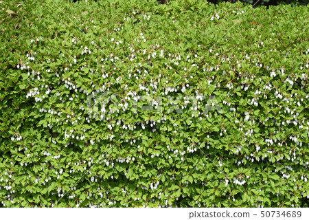 Daeda Dunziae 50734689