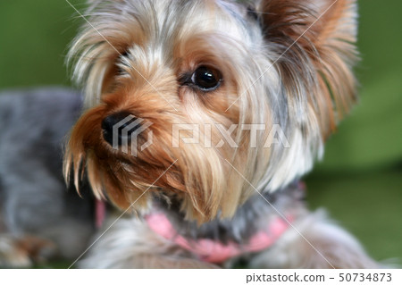 Puppy of the Yorkshire Terrier, the dog is lying on a green sofa, a large puppy portrait, vertical 50734873