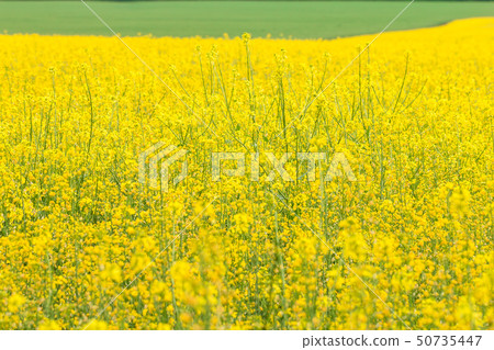Rapeseed field, Brassica napus Rapeseed field, Brassica napus 50735447