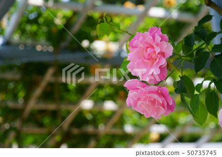 Pink rose rose Spanish beauty 1 50735745