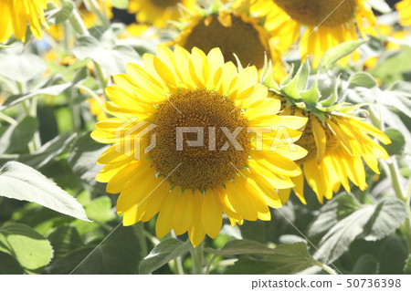 向日葵 50736398