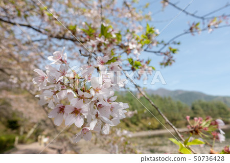 Haakura: Bushido Haakura: Bushido 50736428