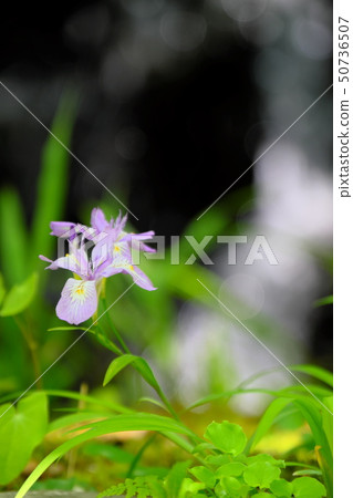 Himeshaga 50736507