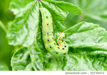Caterpillar larvae Caterpillar larvae 50736972