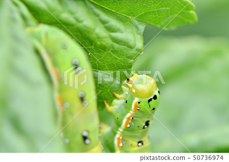 Caterpillar larvae Caterpillar larvae 50736974