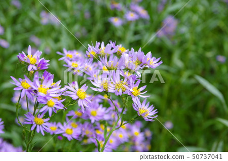 Zion flower Zion flower 50737041