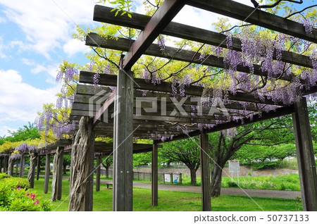 Fujisawa City, Kanagawa Prefecture Hikichigawa Water Park Fuji Road in full bloom Fuji and fresh green Fujisawa City, Kanagawa Prefecture Hikichigawa Water Park Fuji Road in full bloom Fuji and fresh green 50737133