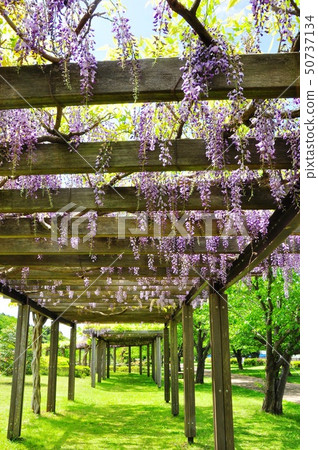 Fujisawa City, Kanagawa Prefecture Hikichigawa Water Park Fuji Road in full bloom Fuji and fresh green Fujisawa City, Kanagawa Prefecture Hikichigawa Water Park Fuji Road in full bloom Fuji and fresh green 50737134