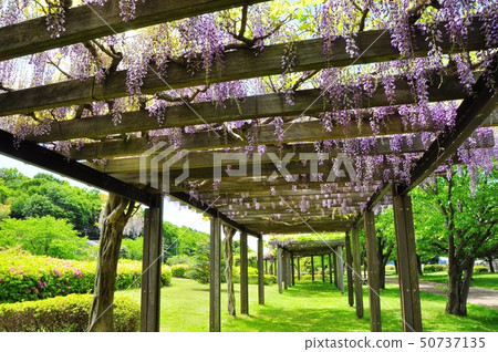Fujisawa City, Kanagawa Prefecture Hikichigawa Water Park Fuji Road in full bloom Fuji and fresh green Fujisawa City, Kanagawa Prefecture Hikichigawa Water Park Fuji Road in full bloom Fuji and fresh green 50737135