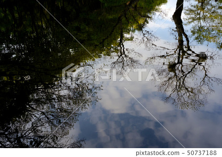 Tree reflected on the surface of the water 50737188
