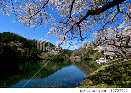 Cherry blossoms at Kamikita Lake 50737442