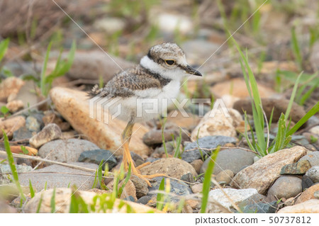 走在地面上的幼小雄雞鳥 50737812