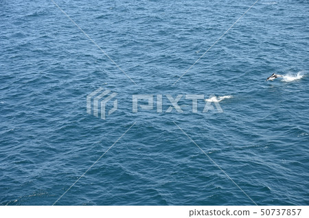 海豚跳在青森灣 50737857