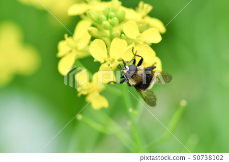 奧哈納布 50738102