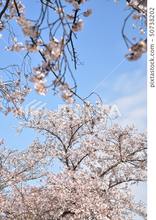 岡山縣瀨戶內市豎拍吉野櫻花的春景 50738202