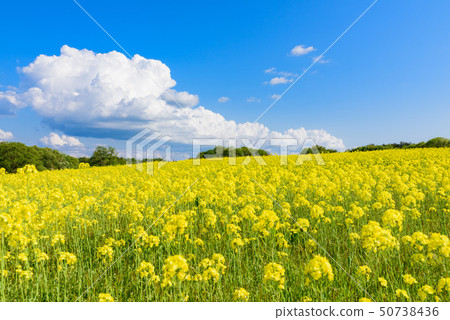 Rapeseed field Rapeseed field 50738436