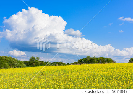Rapeseed field Rapeseed field 50738451