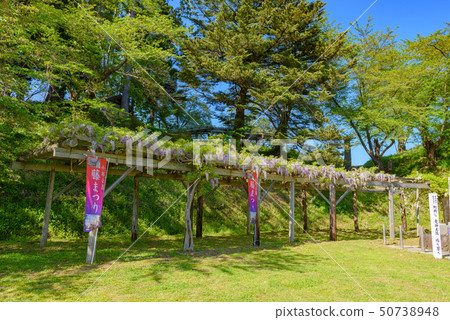 Wisteria trellis Wisteria trellis 50738948