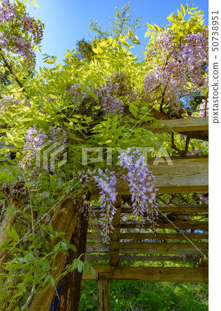 Wisteria trellis Wisteria trellis 50738951