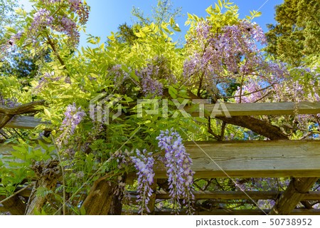 Wisteria trellis 50738952