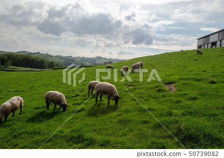 Hokkaido Shibetsu city sheep and clouds hill sheep (Suffolk species) Hokkaido Shibetsu city sheep and clouds hill sheep (Suffolk species) 50739082