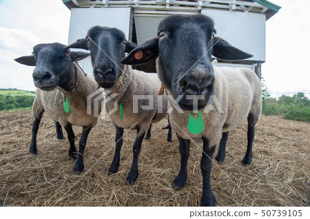 Hokkaido Shibetsu city sheep and clouds hill sheep (Suffolk species) 50739105