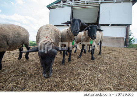Hokkaido Shibetsu city sheep and clouds hill sheep (Suffolk species) 50739106