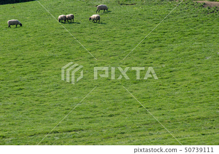 Hokkaido Shibetsu city sheep and clouds hill sheep (Suffolk species) Hokkaido Shibetsu city sheep and clouds hill sheep (Suffolk species) 50739111